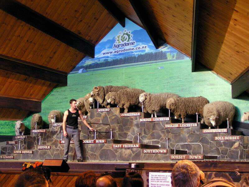 Agrodome Sheep-Farm